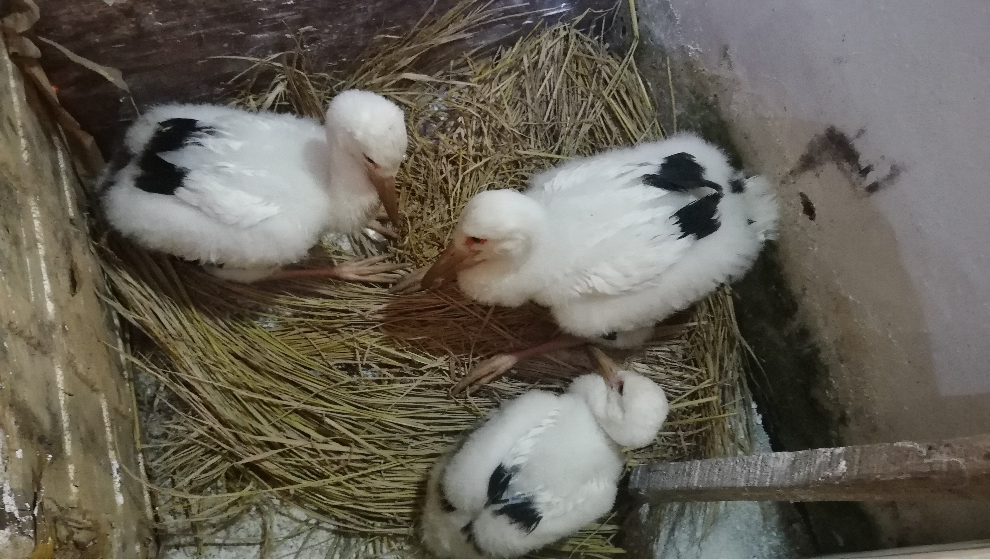 发现高压铁塔上有一巢东方白鹳,其中1只成鸟已死亡,另有3只幼鸟奄奄一